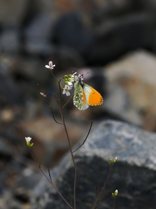 クモマツマキチョウ「♂20」「♀10」palpal 早めの出現 クモマツマキチョウ 訪花 長野遠征① | ハイム蝶百科図鑑