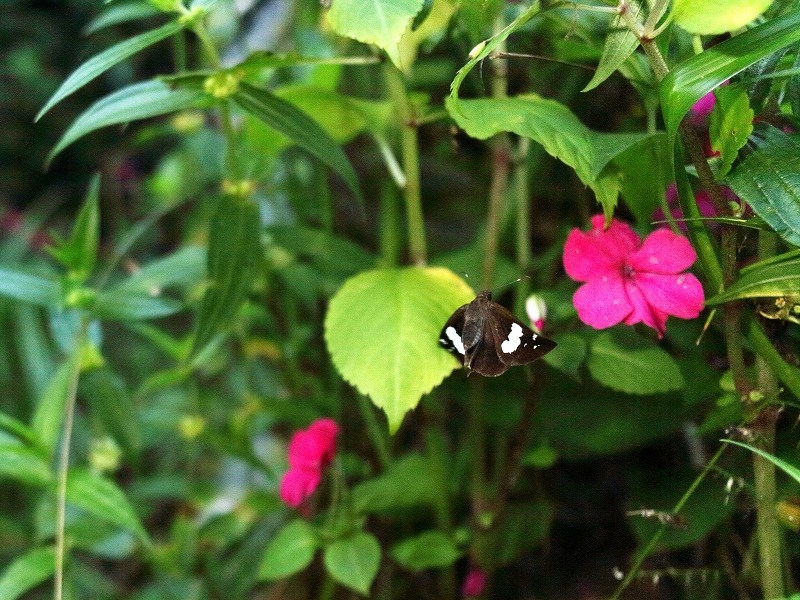 翔写真館－クロセセリ 飛翔