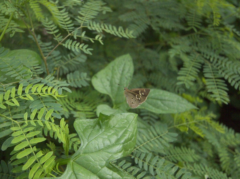 翔写真館-クロボシセセリ