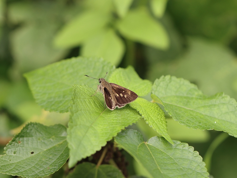 クロボシセセリ