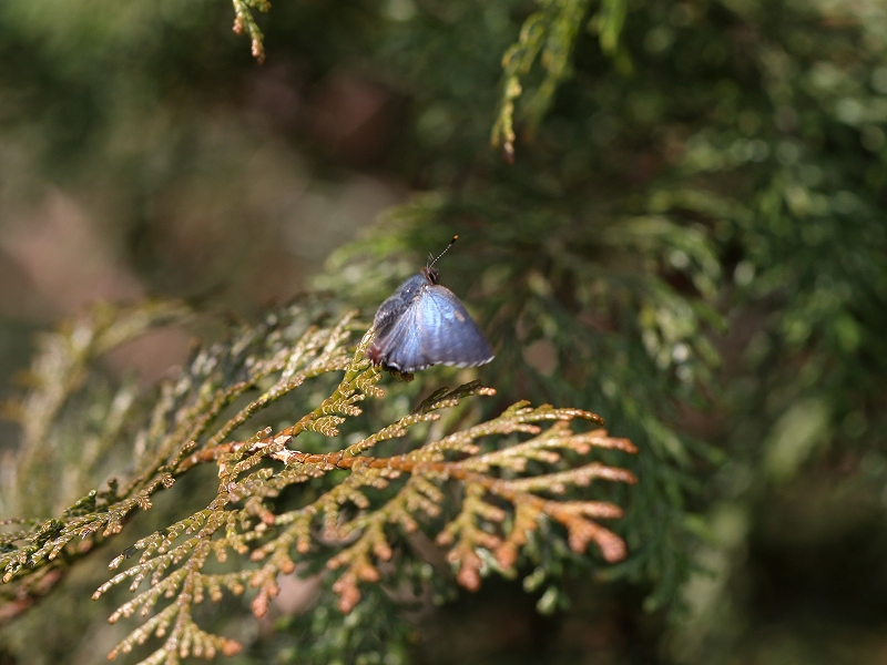 翔写真館－コツバメ