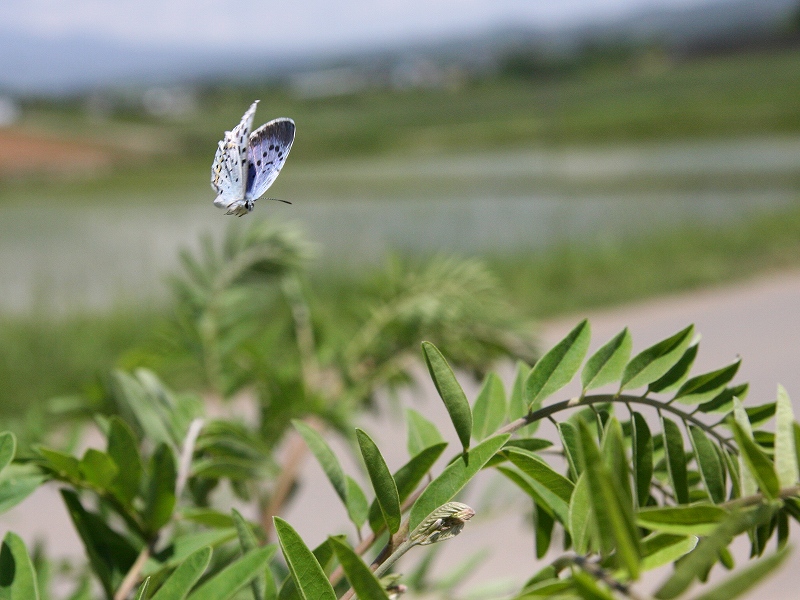 翔写真館-オオルリシジミ