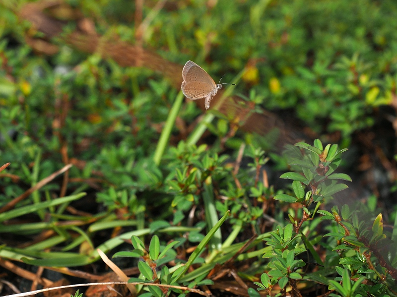 翔写真館-ヒメシルビアシジミ