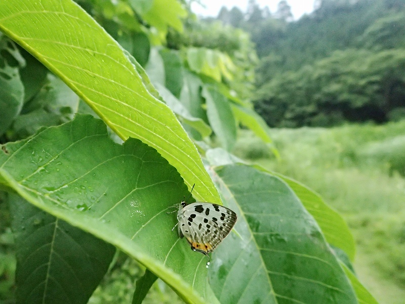 オナガシジミ