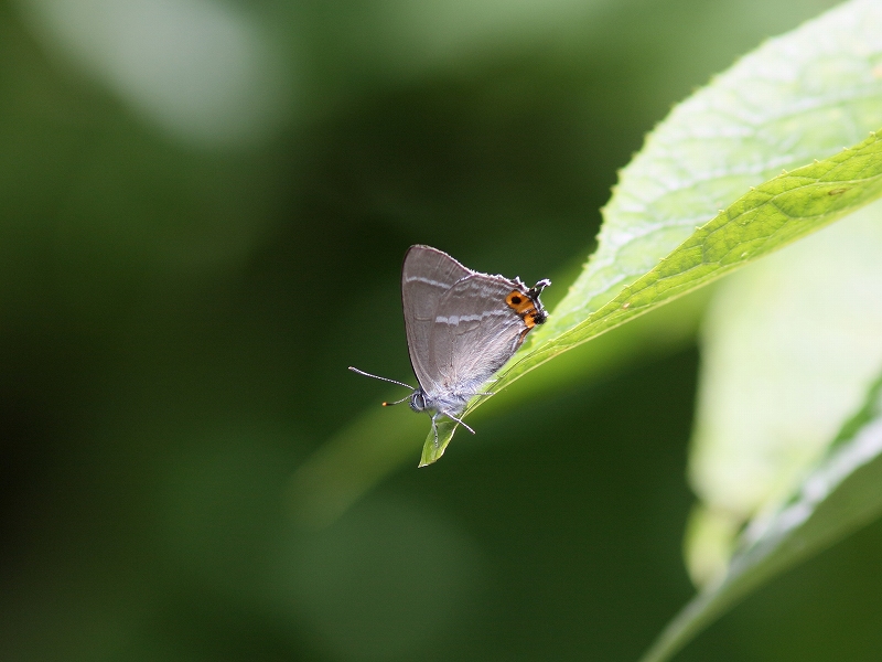 エゾミドリシジミ