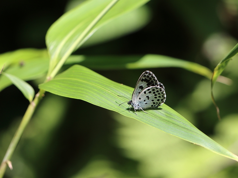 ゴマシジミ＆オオゴマシジミ オオゴマシジミ標本