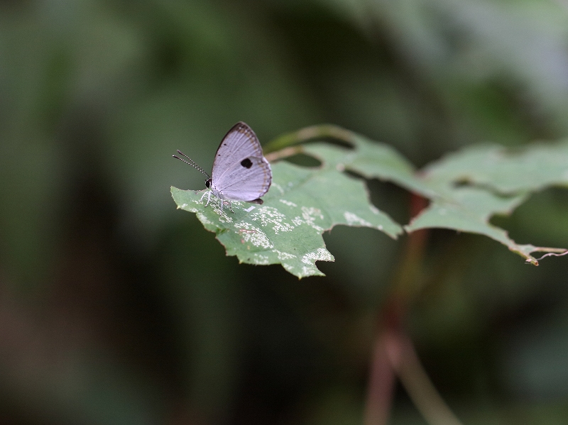 ツシマウラボシシジミ