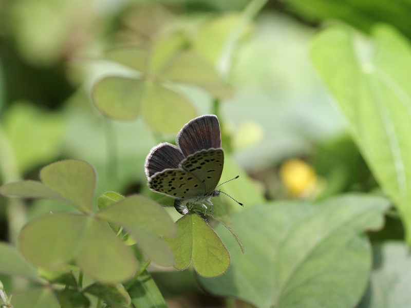 ヤマトシジミ